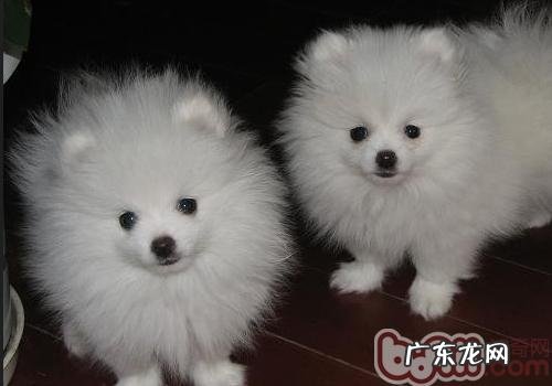 博美犬该怎样饲养