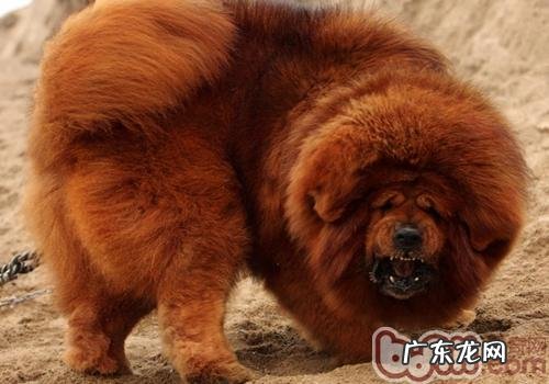 养藏獒该做些哪些