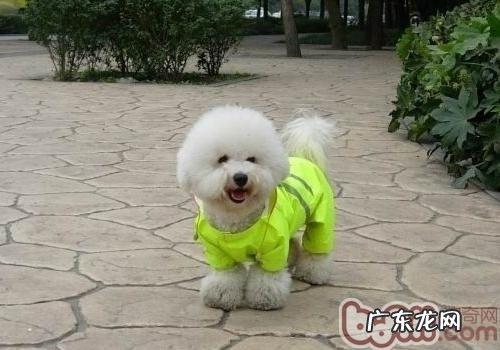 比熊异味的解决方案