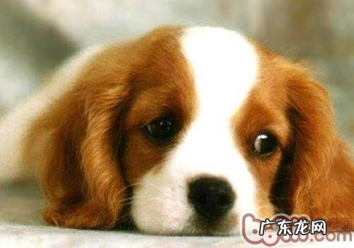 小狗不好动的缘故