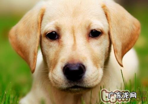 拉布拉多犬喜爱主人家如何对它