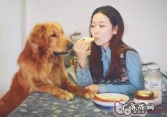 为何小狗喜爱黏着主人家