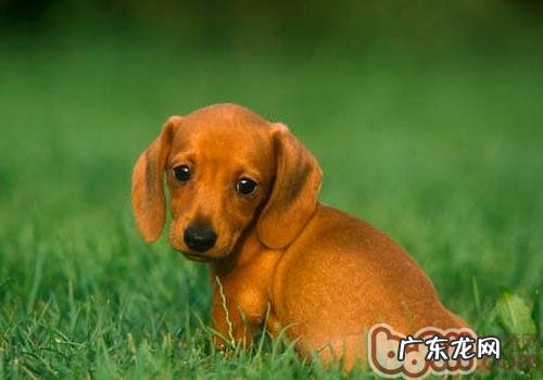 需不需要常常帮小狗换食碗