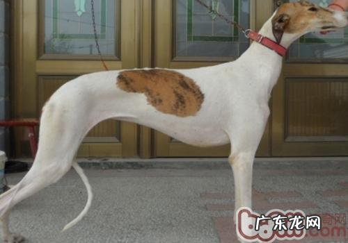 灵缇犬的飞奔速度更快吗