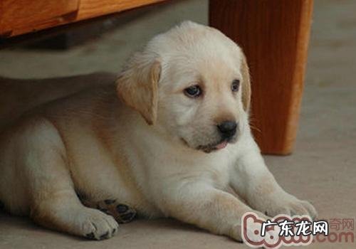 选购小狗时怎么知道它的性情