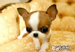 怎样操纵吉娃娃的胃口