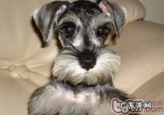 养非纯种犬好還是杂交犬好