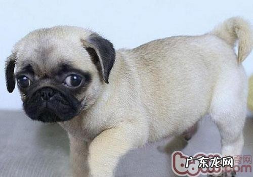 小狗是怎样表述所有喜怒哀乐的