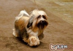 自制狗粮的常见问题有什么