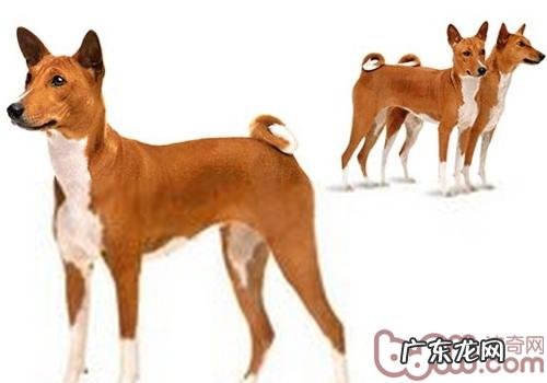 如何恰当地与小狗交往