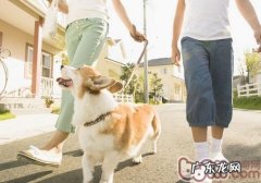 遛猫遛狗的益处有什么