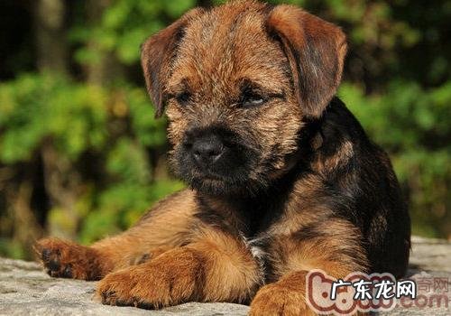 如何正确地帮小狗洗澡