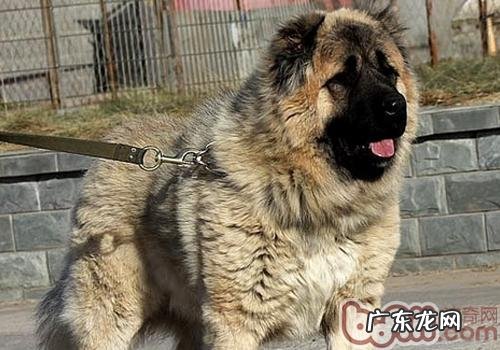 高加索犬的喂养前提前准备