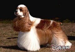 可卡犬发情期该怎么办