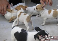 吉娃娃犬能看门吗