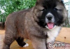 高加索犬绝育手术后要留意的难题