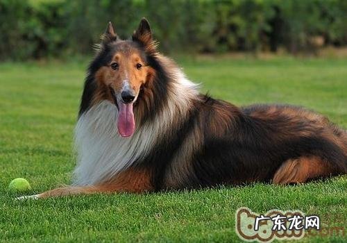 苏牧和喜乐蒂的差别