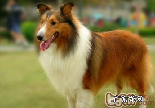 苏牧和喜乐蒂的差别