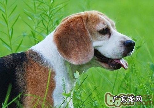 比熊犬合适看门吗
