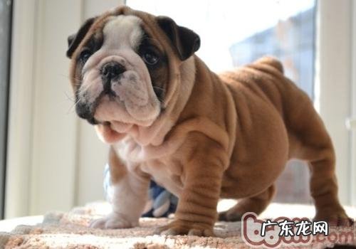 斗牛犬有什么优点和缺点