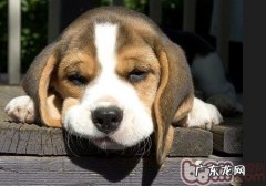 比熊犬身体语言的含意