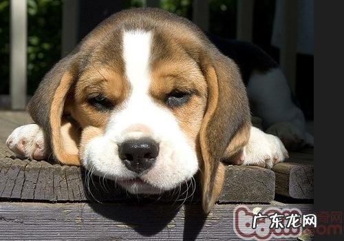 比熊犬身体语言的含意