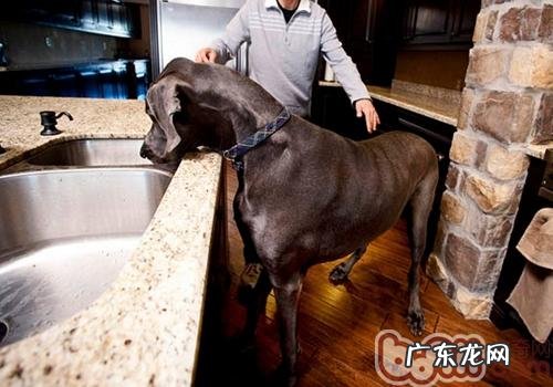 大丹犬可以长多少