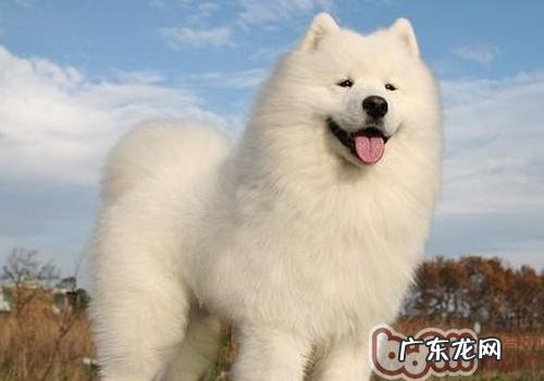 萨摩耶犬多少钱一只