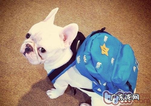 法斗的饮食搭配常见问题