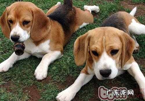 比熊犬的耳朵里面怎样保养