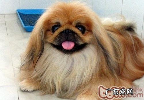 北京犬有哪些优点和缺点