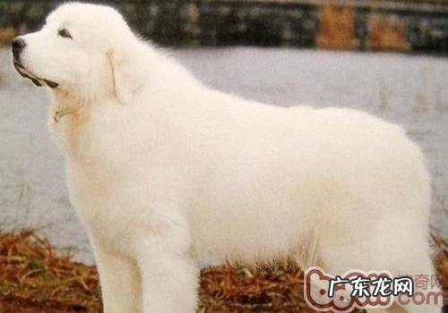 大白熊犬聪明吗