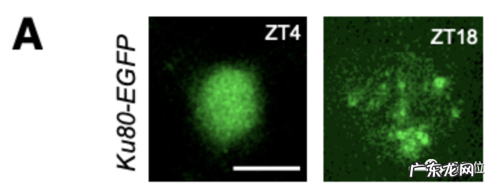 孩子,别熬夜了,伤DNA