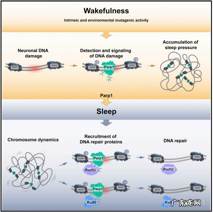 孩子,别熬夜了,伤DNA