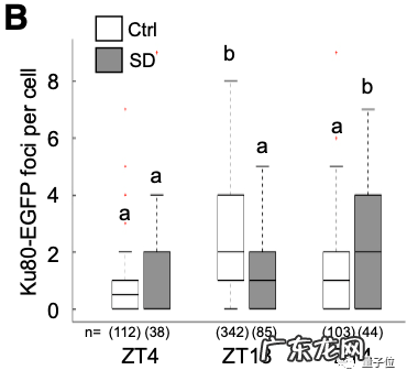 孩子,别熬夜了,伤DNA