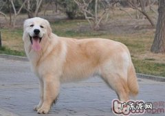 金毛有口臭怎么办