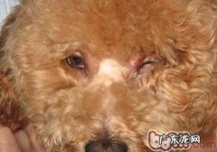 小狗眼睛浮肿眼睛睁不开该怎么办