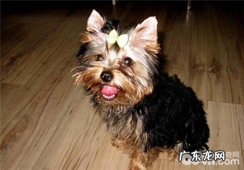 不可以给小宠物注入预苗的前提条件要素有什么?