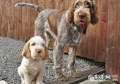 史必诺犬该怎样喂养