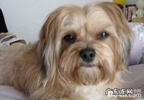 糖针对小狗有哪些危害