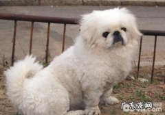 小狗饮食搭配有什么特点