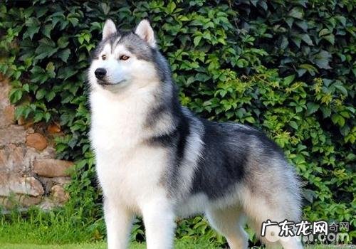 牛膝骨针对狗狗磨牙有益处吗