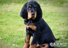 小狗能不能吃海鲜