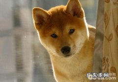 挑食针对小狗的伤害