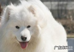 萨摩耶犬的价钱