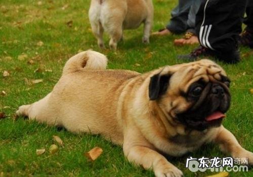 小狗吃狗驱虫药后的一些反映