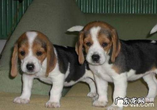 要小狗长命必须注意什么