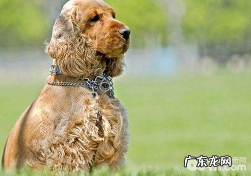 小狗负伤时的解决方式