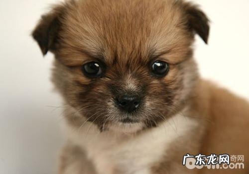 袖狗该怎样喂养