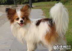 蝴蝶犬要怎么饲养